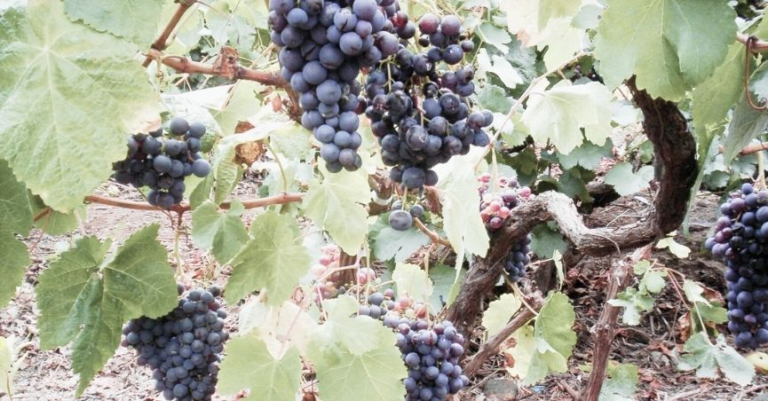Volcanic Vines: Discovering Tenerife Wine