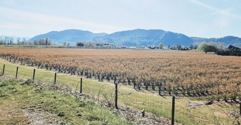 Short Cycle: Abbotsford Gravel Ride Along the Fraser River